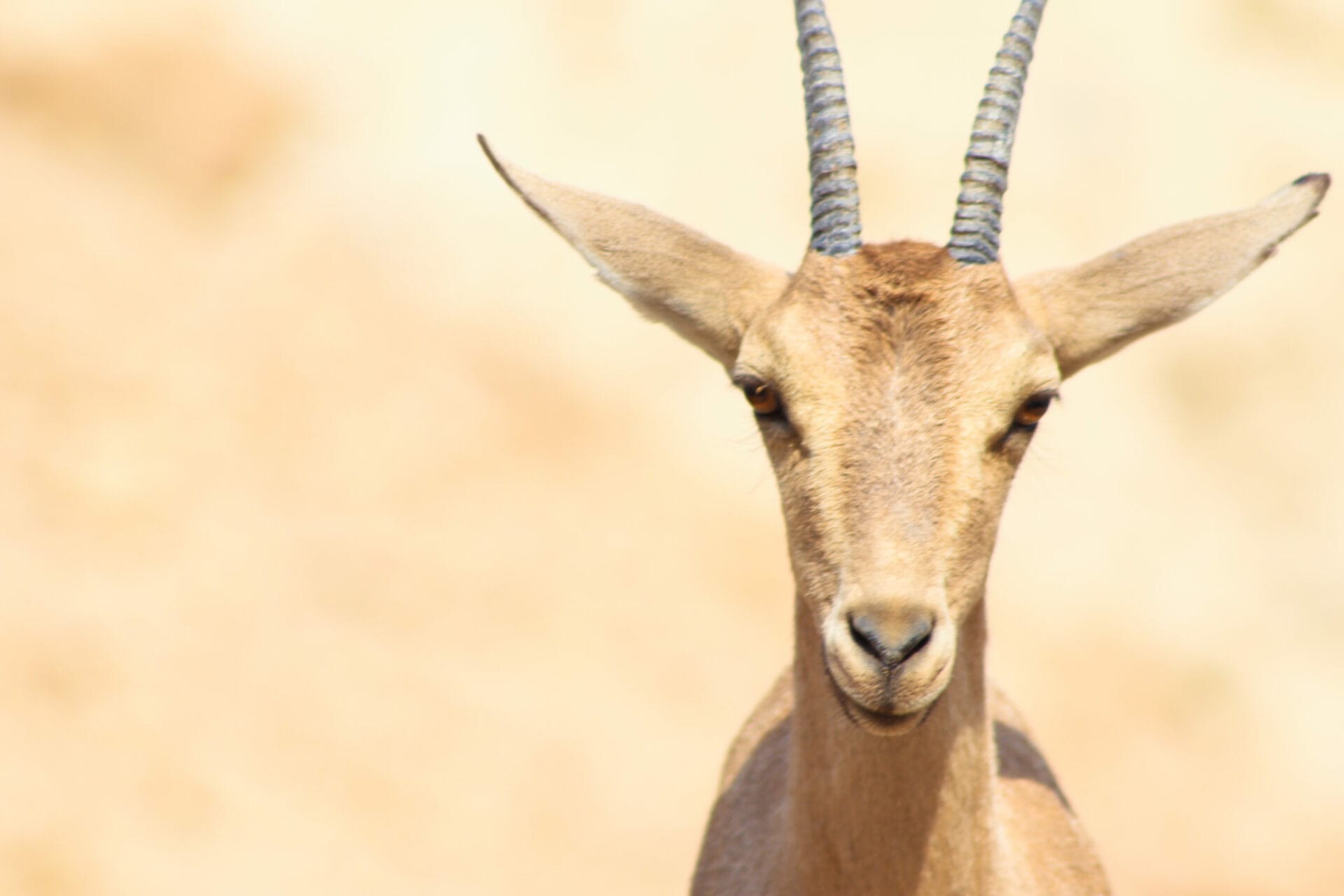 Nahal Hemar to Nahal Zohar