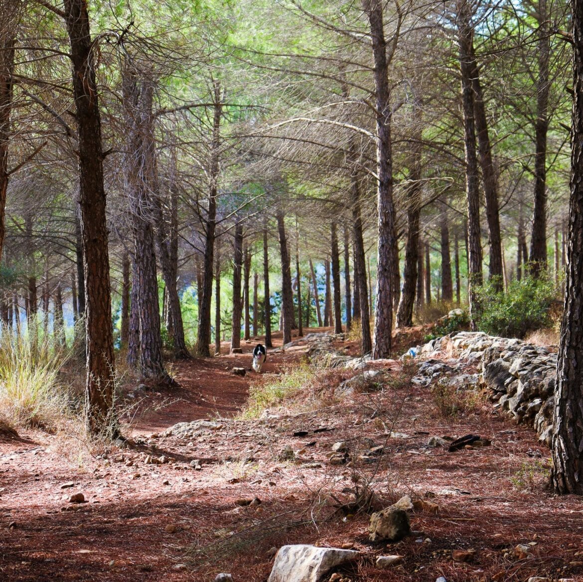 Escape into Nature:             Top 5 Hikes For Winter Break in Israel