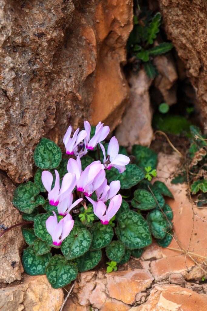 Mount Arbel Cliffs hike