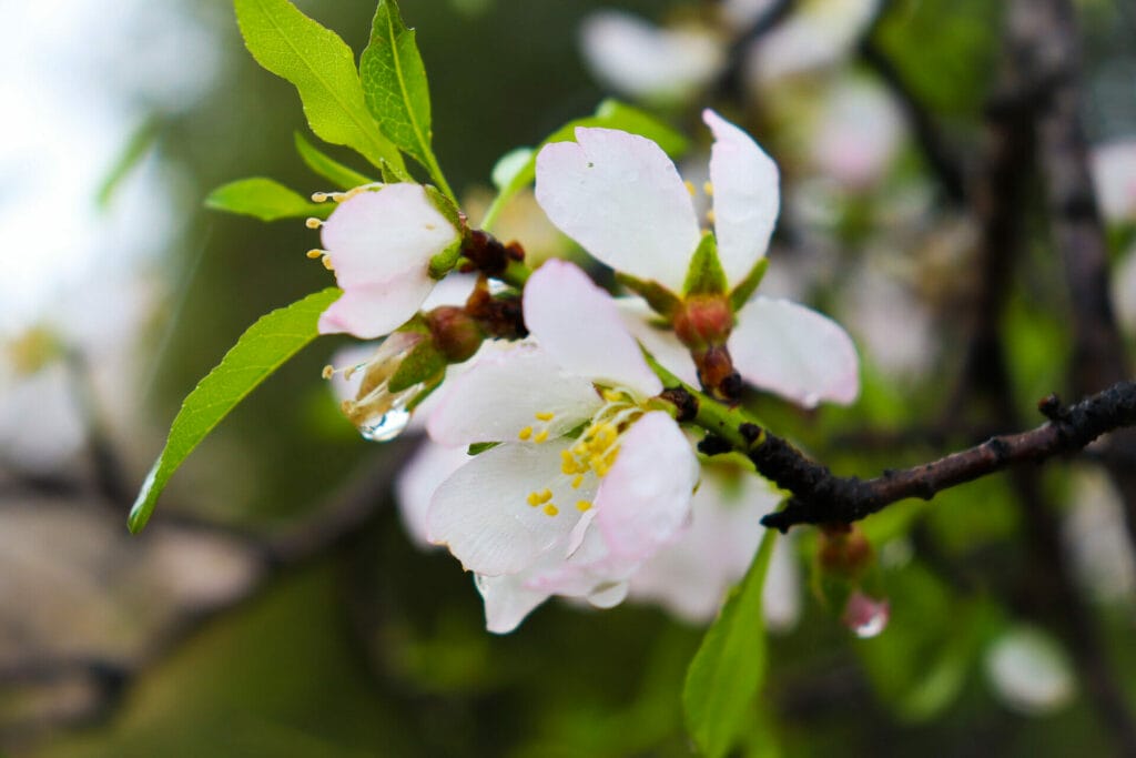 Almond Blossom