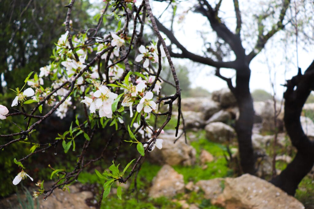 Almond Blossom