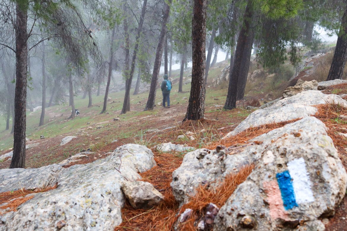 Yatir Forest – A Desert Woodland