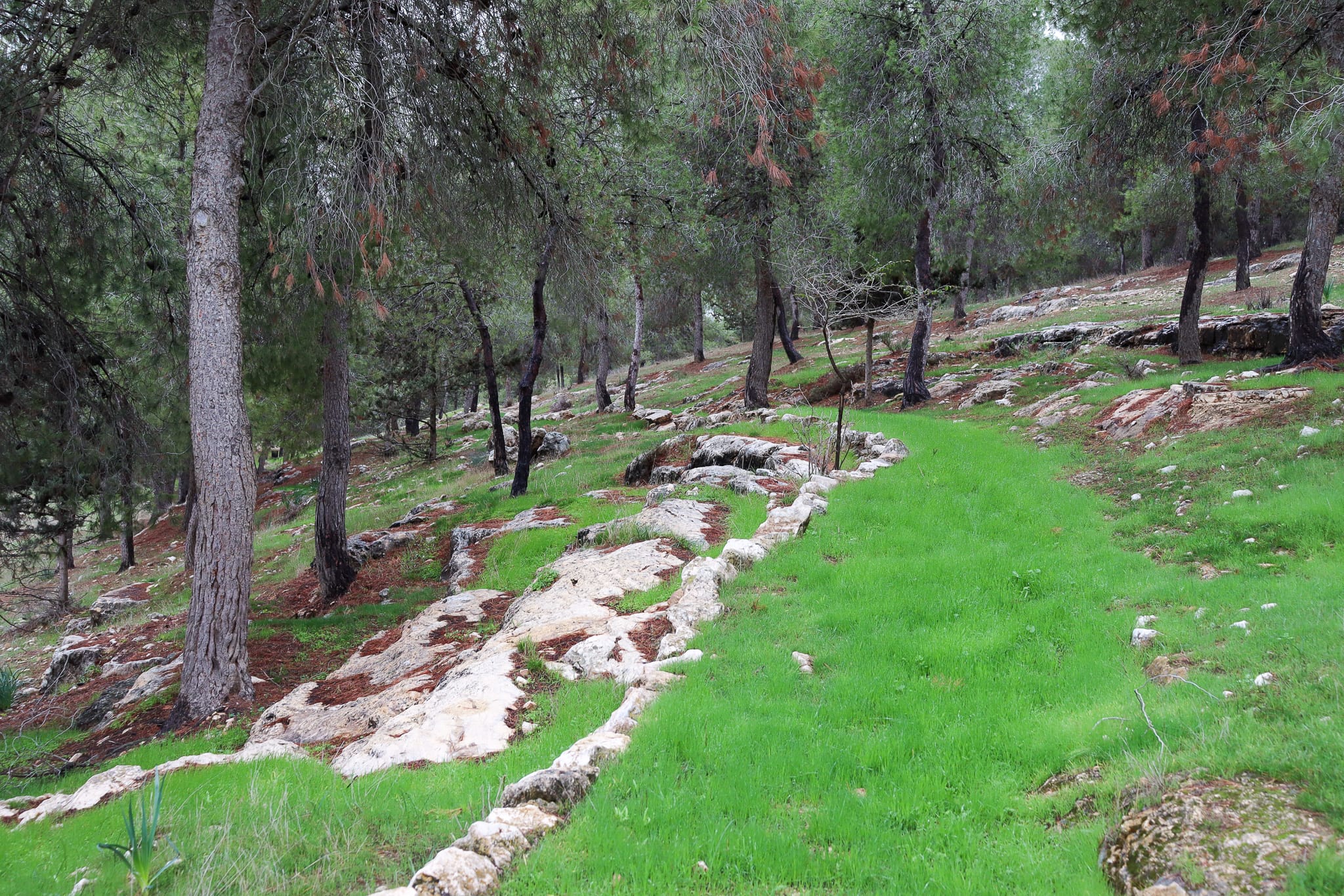 Yatir Forest - A Desert Woodland - Hiking the Holyland