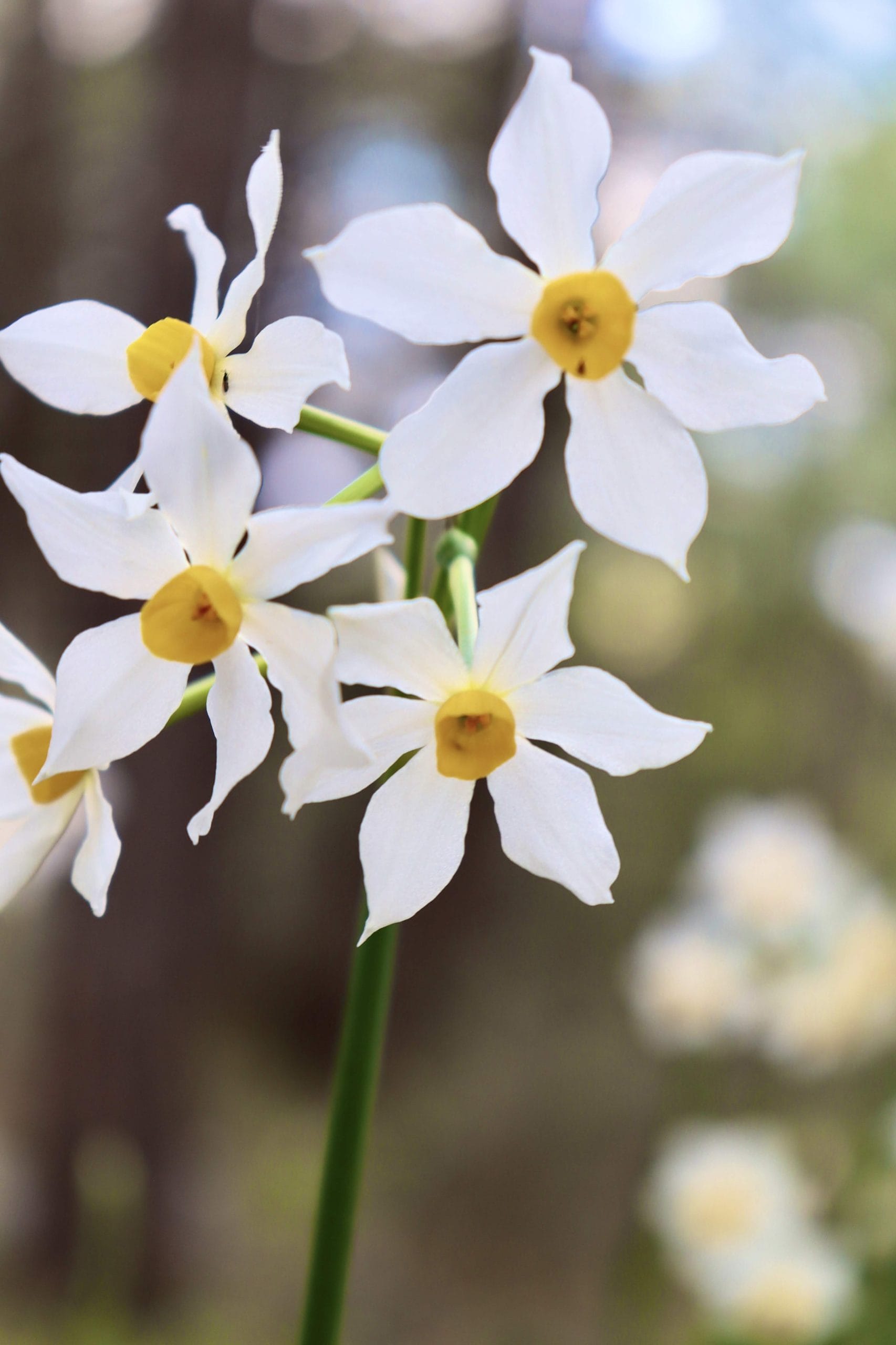 Narcissus Israel hike