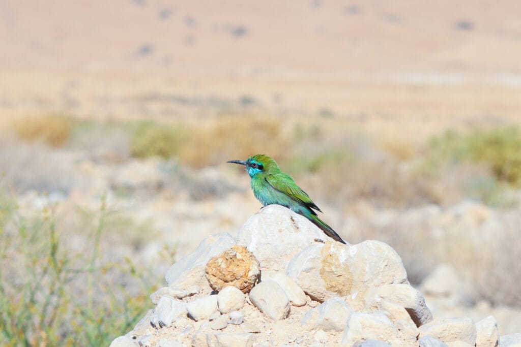 Nahal Mishmar