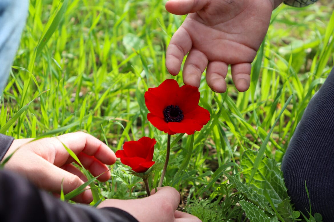 6 Spectacular Spots for Flower Peeping in Israel