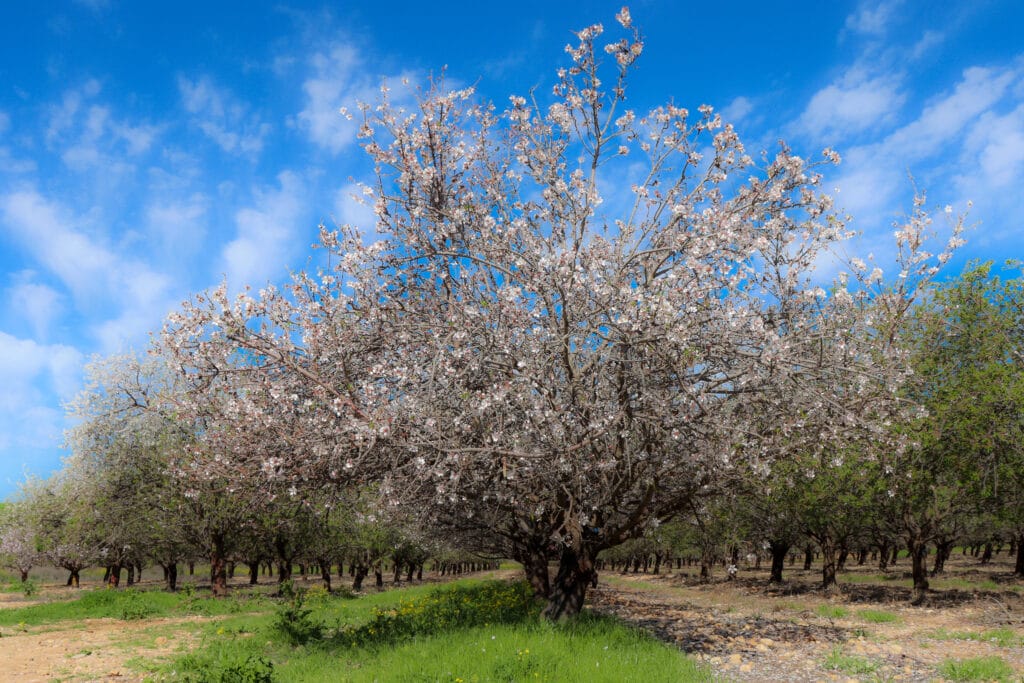 Almond Blossoms in Park Canada