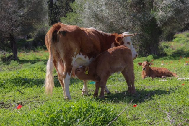 Cows in Israel