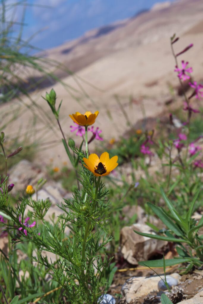 Flowers in the desert.