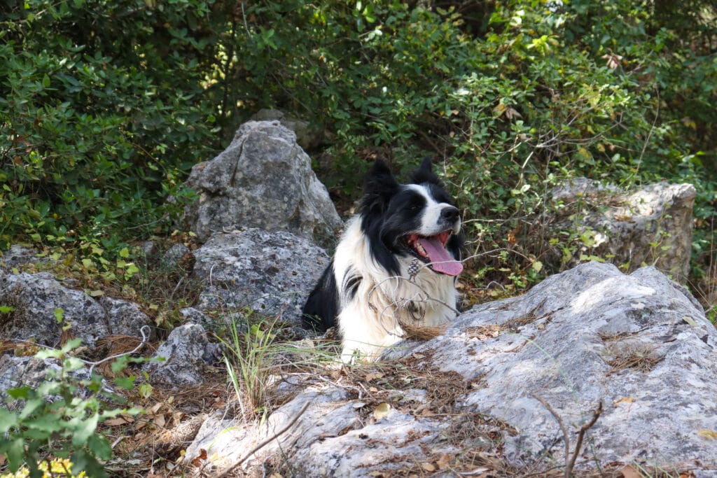 Yishi Forest Zechariah Single Trail