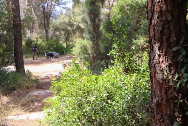 Yishi Forest Zecharya Single Trail