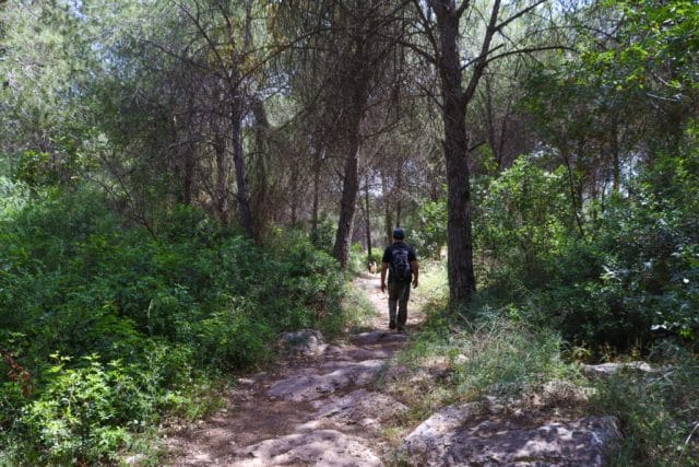 Yishi Forest Zechariah Single Trail