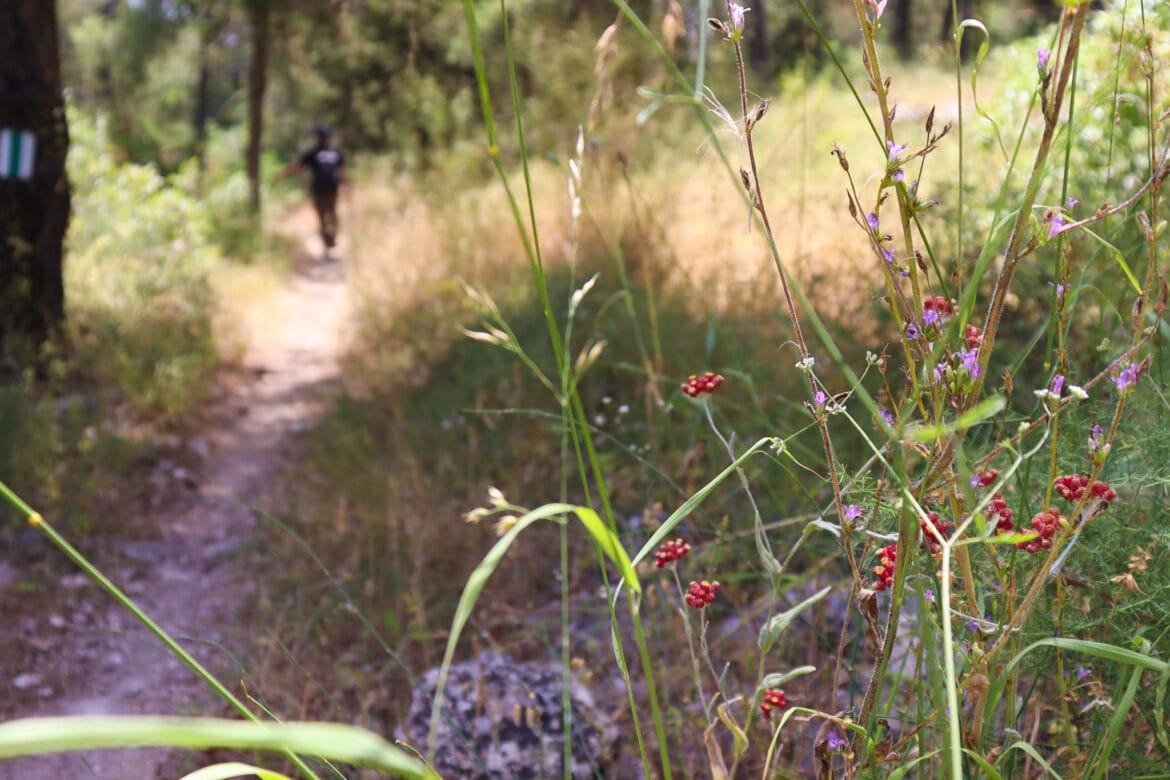 Yishi Forest – A Walk in the Woods