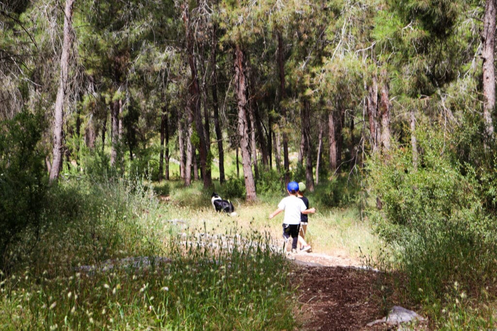 HaMeginim Forest