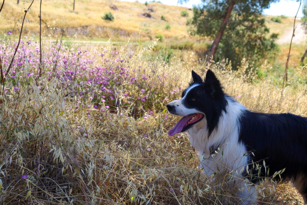 Gevaot Gad hike