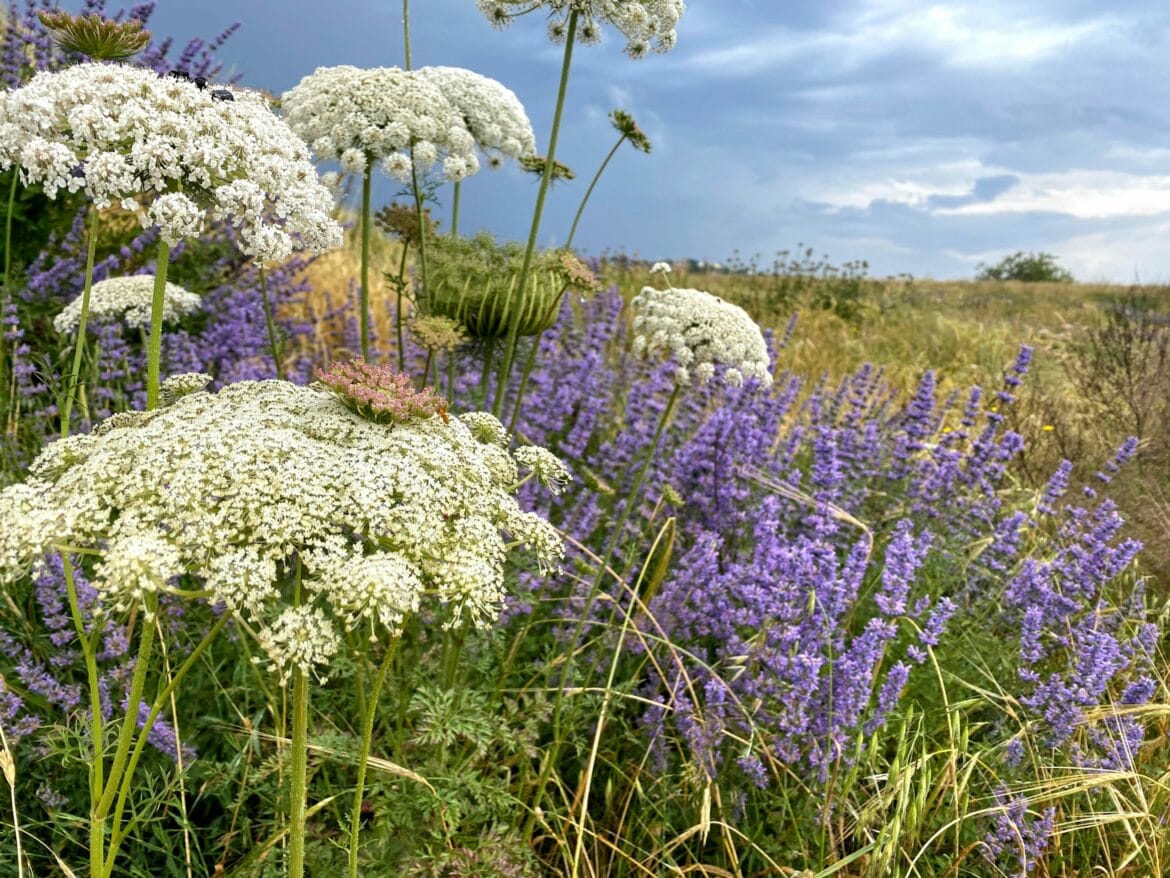 Flowers and Golden Grain at Tel Gezer