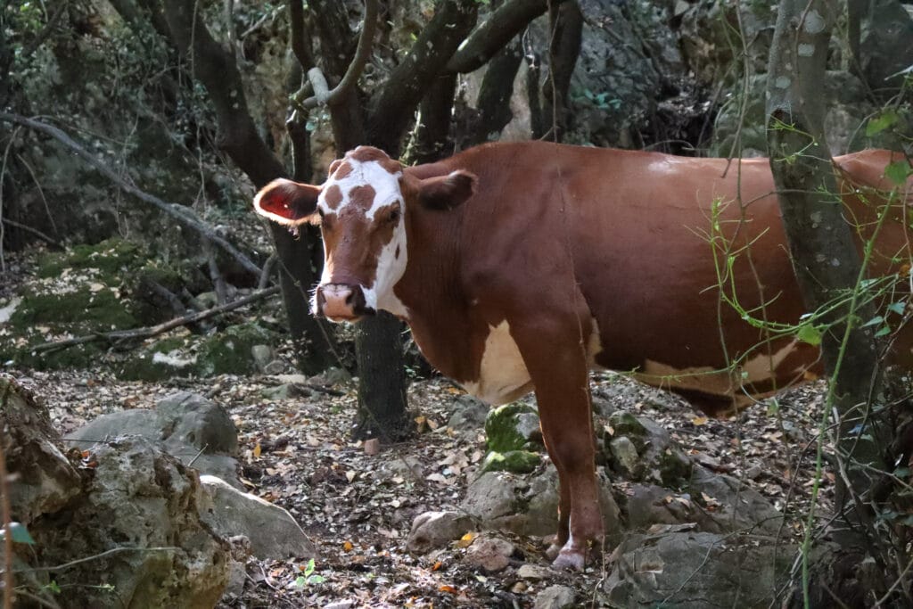 Cow at Nahal Kziv
