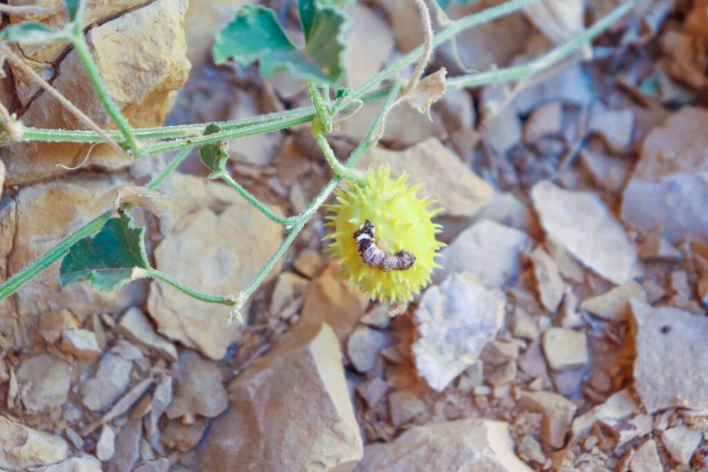 Nahal Rahaf hike.