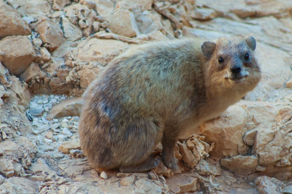 Leishmania host - the rock hyrax.