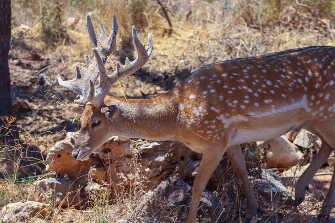 Escape from Tehran – Fallow Deer at Hai Bar Carmel