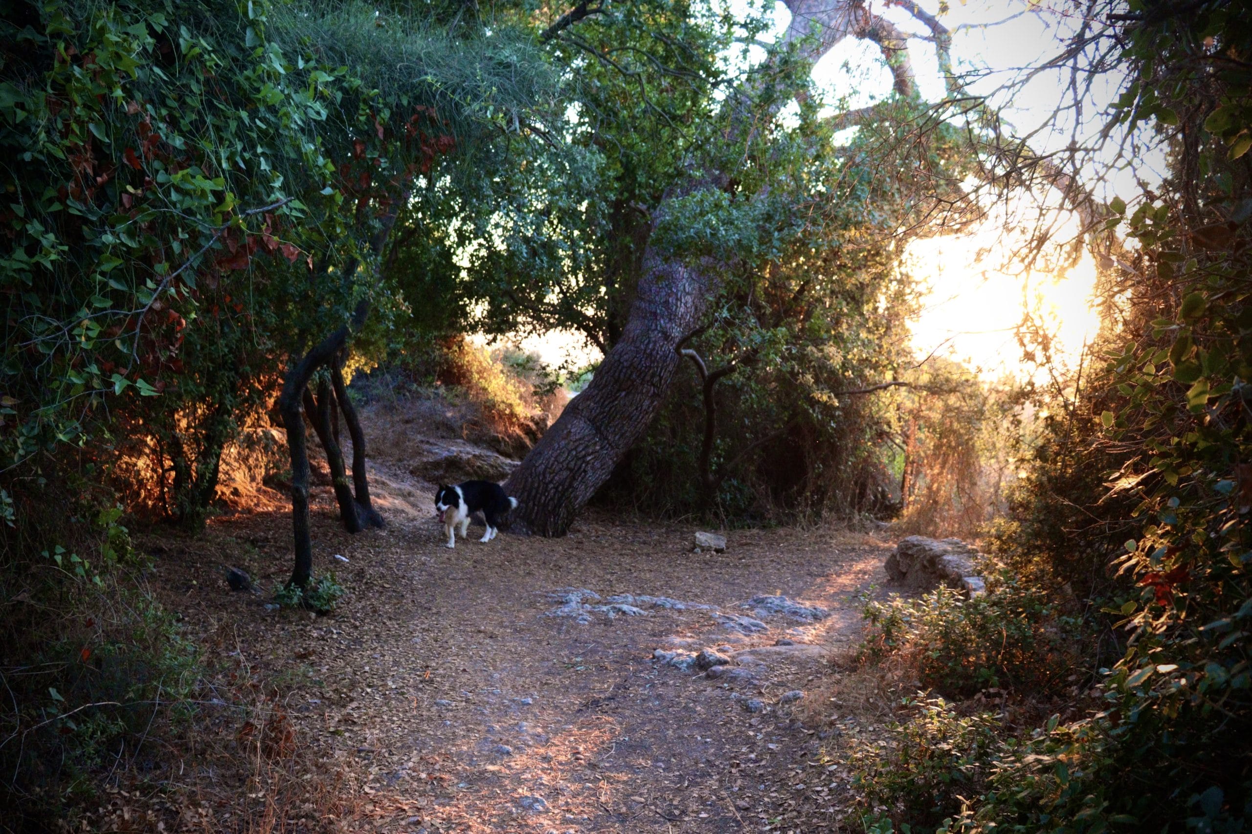 Masarak Park Sunset Hike