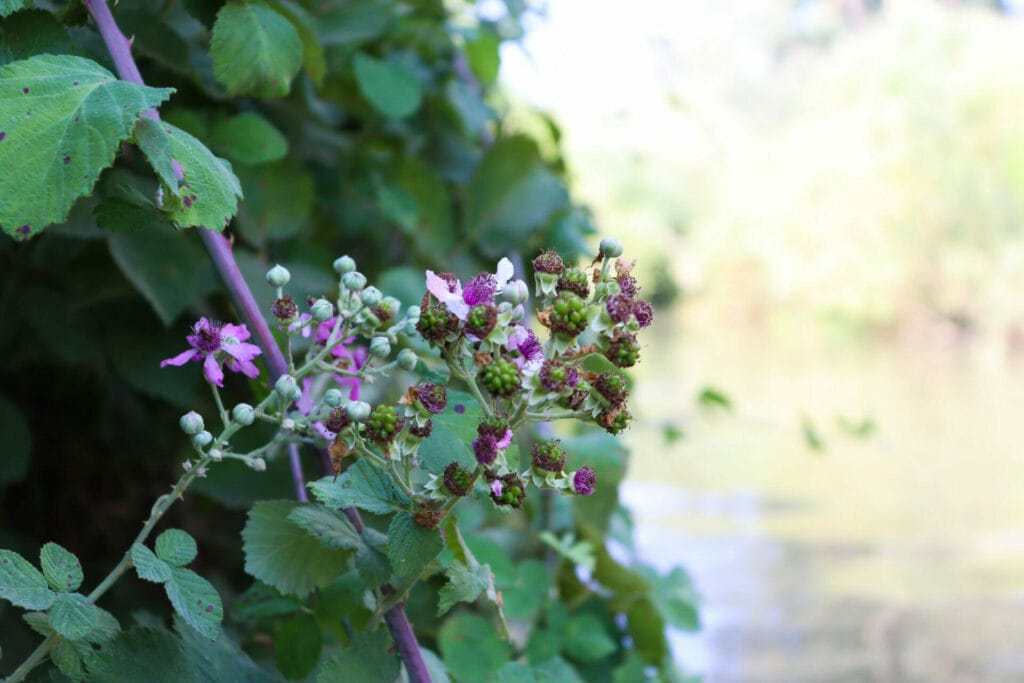 Hermon Stream or Nahal Hermon