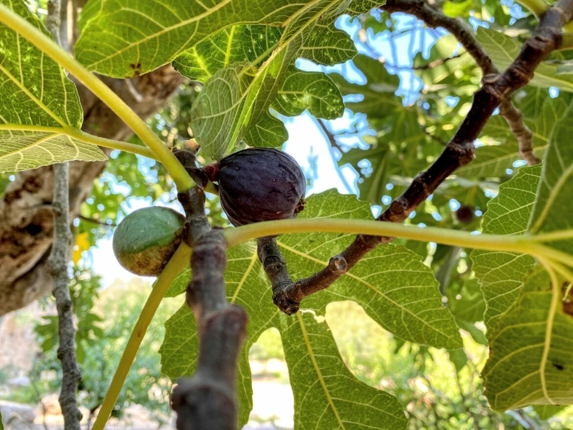 4 Signs that Fall in Israel is on its Way