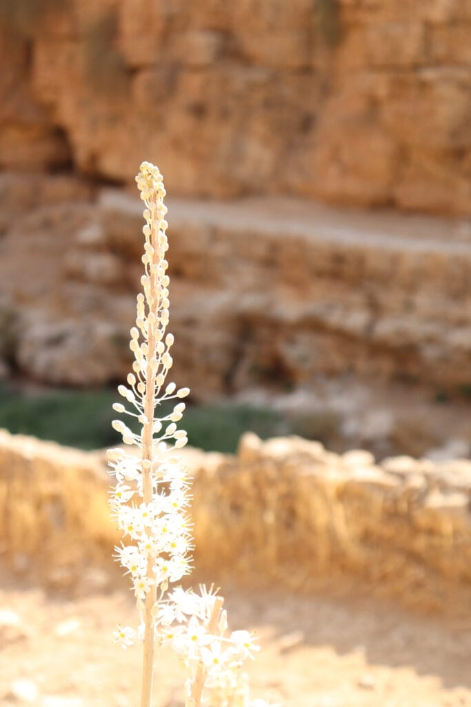 Shaharit Spring at Prat River