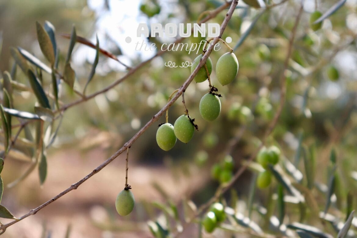 Get into the Groove of Israeli Seasons