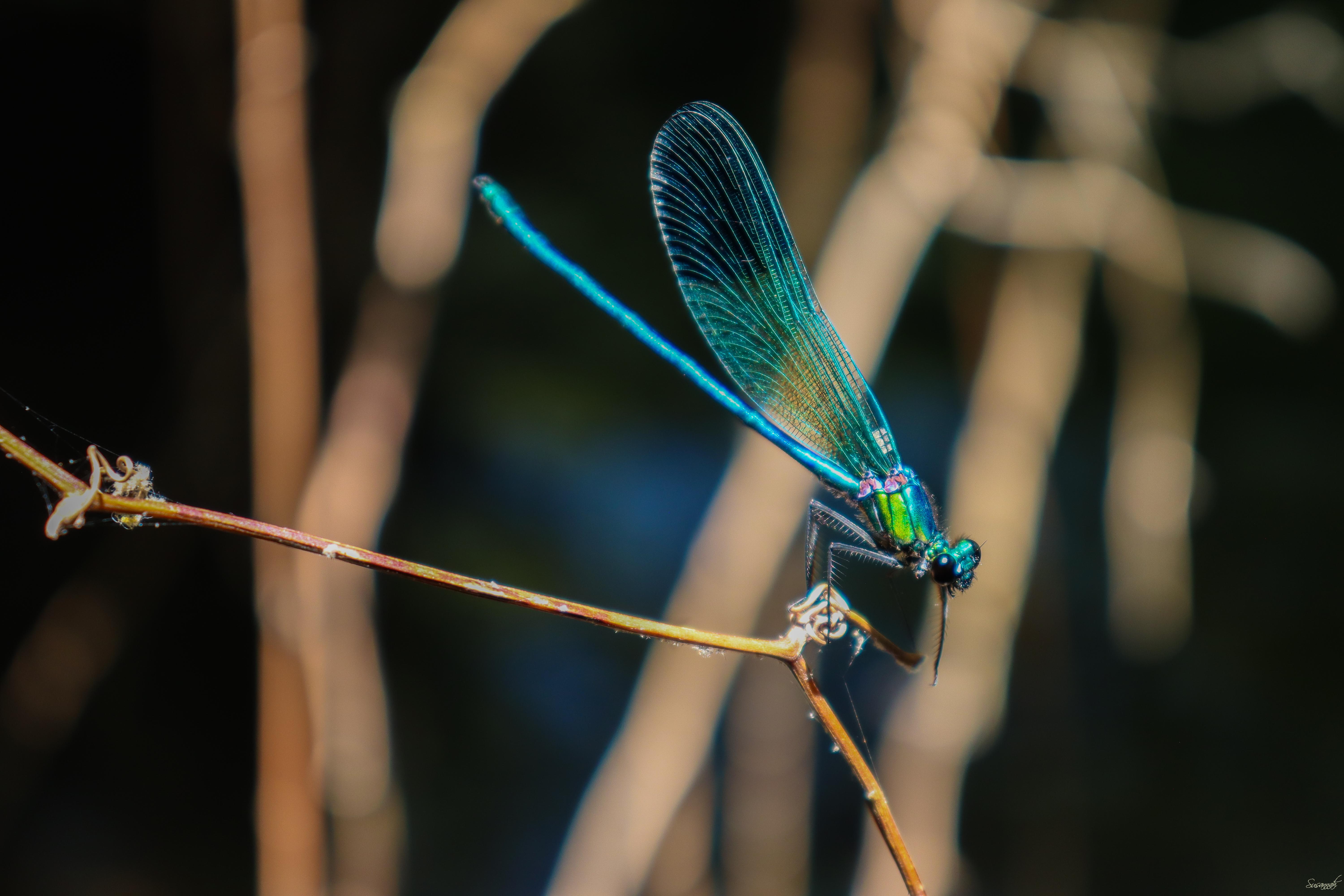 Sparkle and Glow Hiking the Holyland