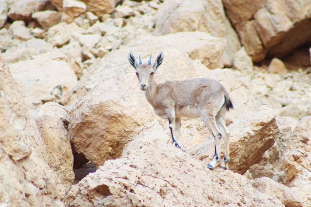 Ma'ale Akravim and Nahal Gov hike