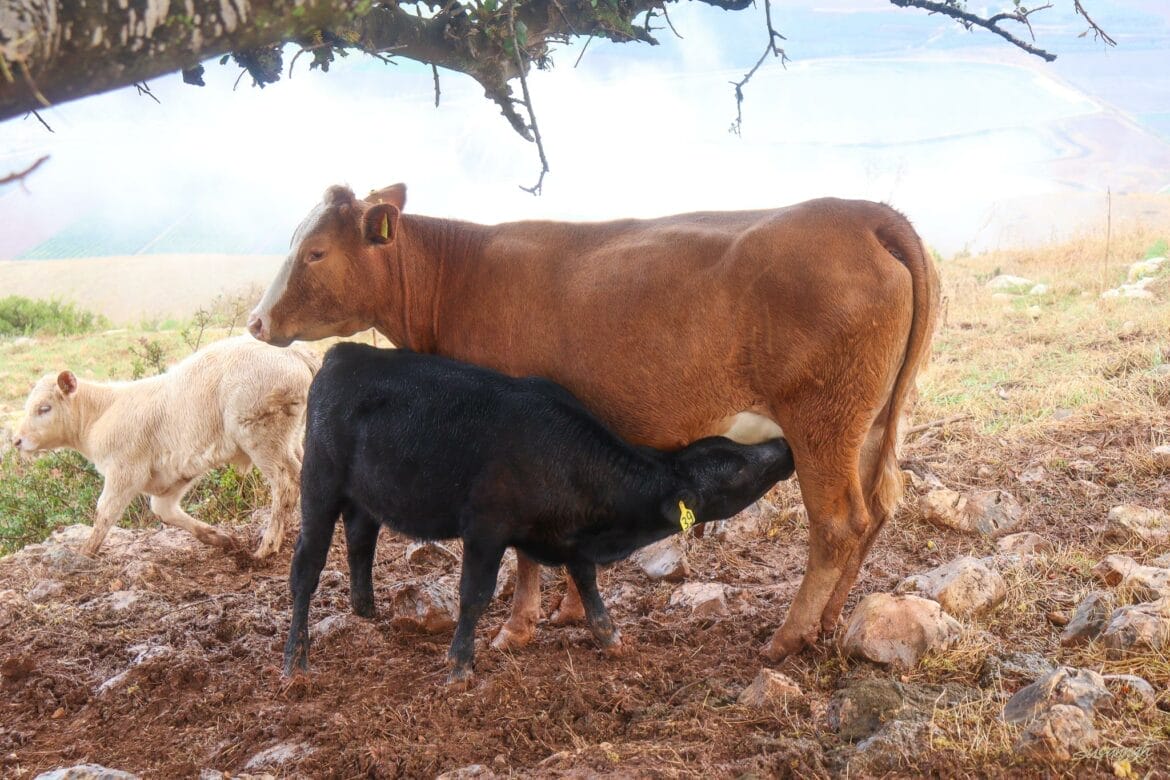 Gilboa Mountain Adventure Through Pastoral Lands