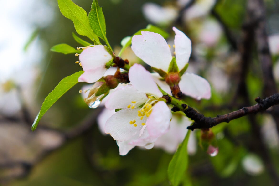 Israel’s Nature-Bible Connection