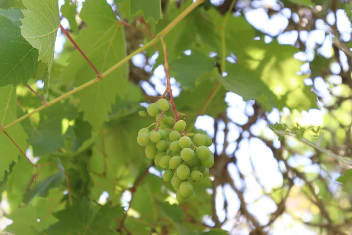 Snacking the Holy Land: Tips for Fun and Tasty Foraging When You’re on the Trail