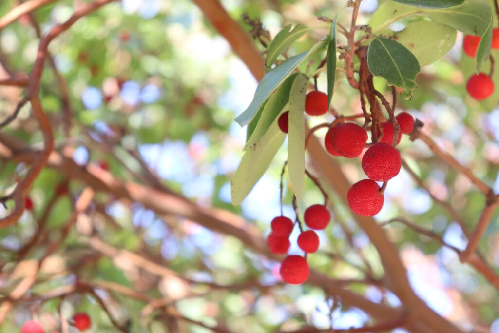 foraging in Israel