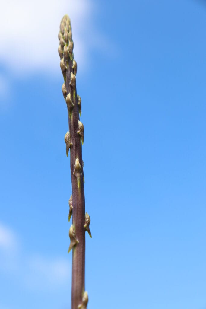 foraging in Israel