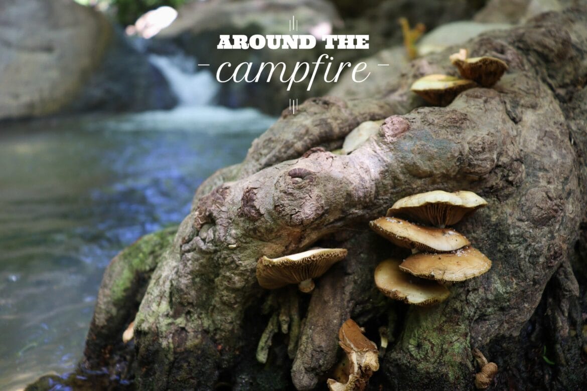 Naikan in Nature – The Path to True Appreciation