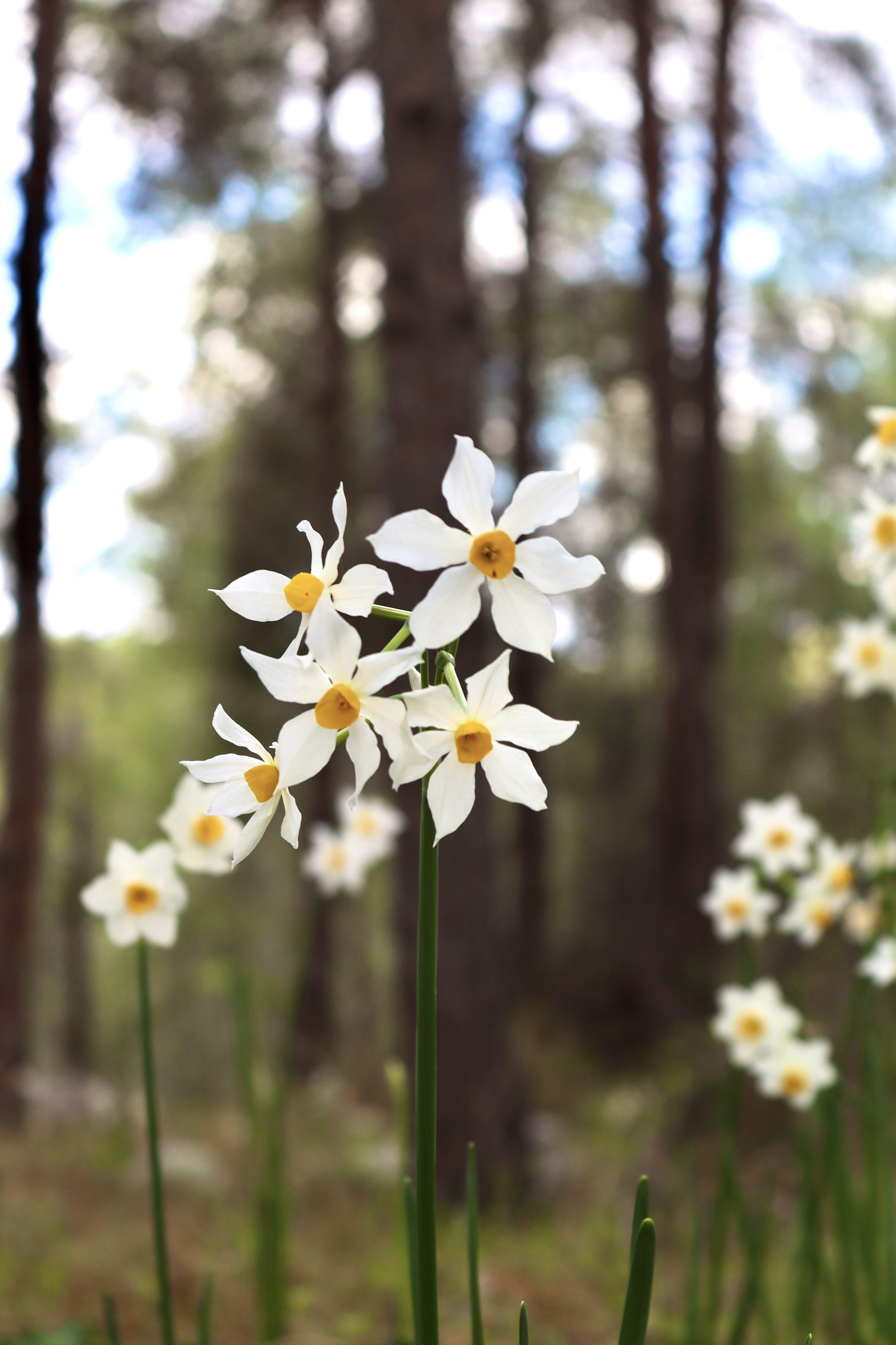 Forest Flowers - Tzora