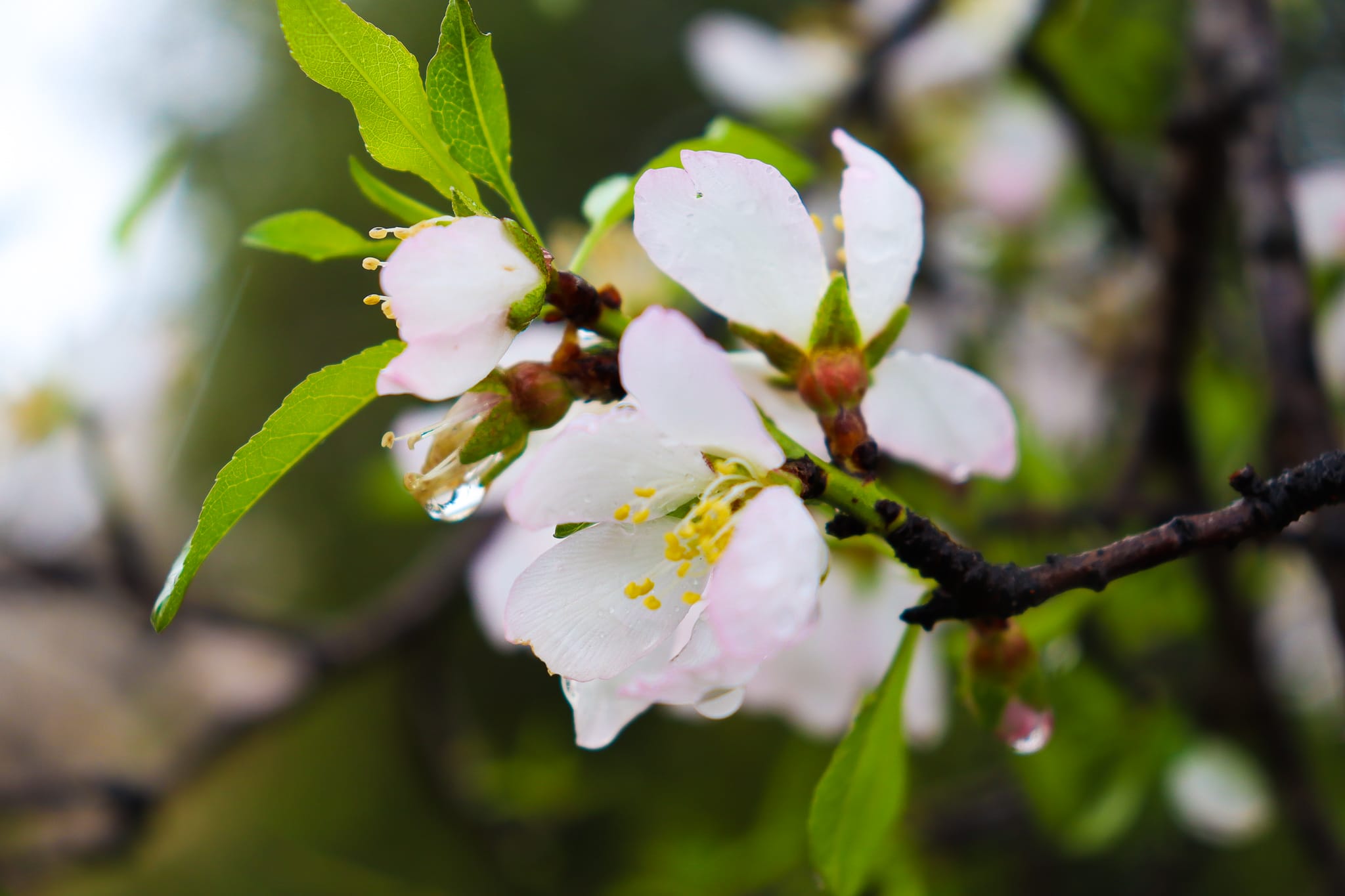 Spring's First Blossom