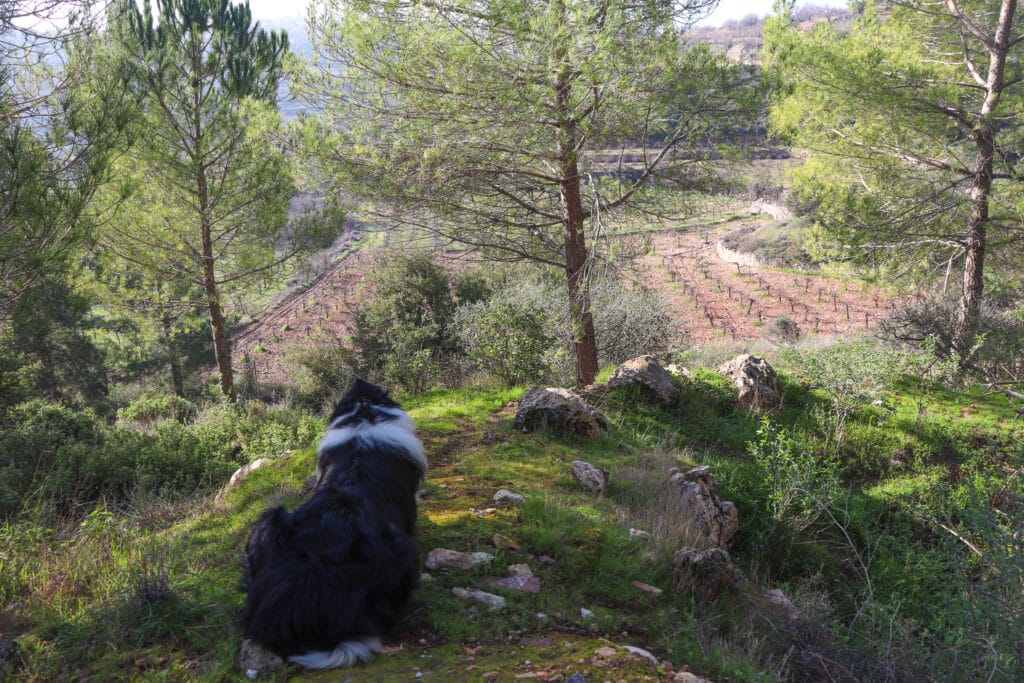 Rosh Tzurim Gush Etzion Hike