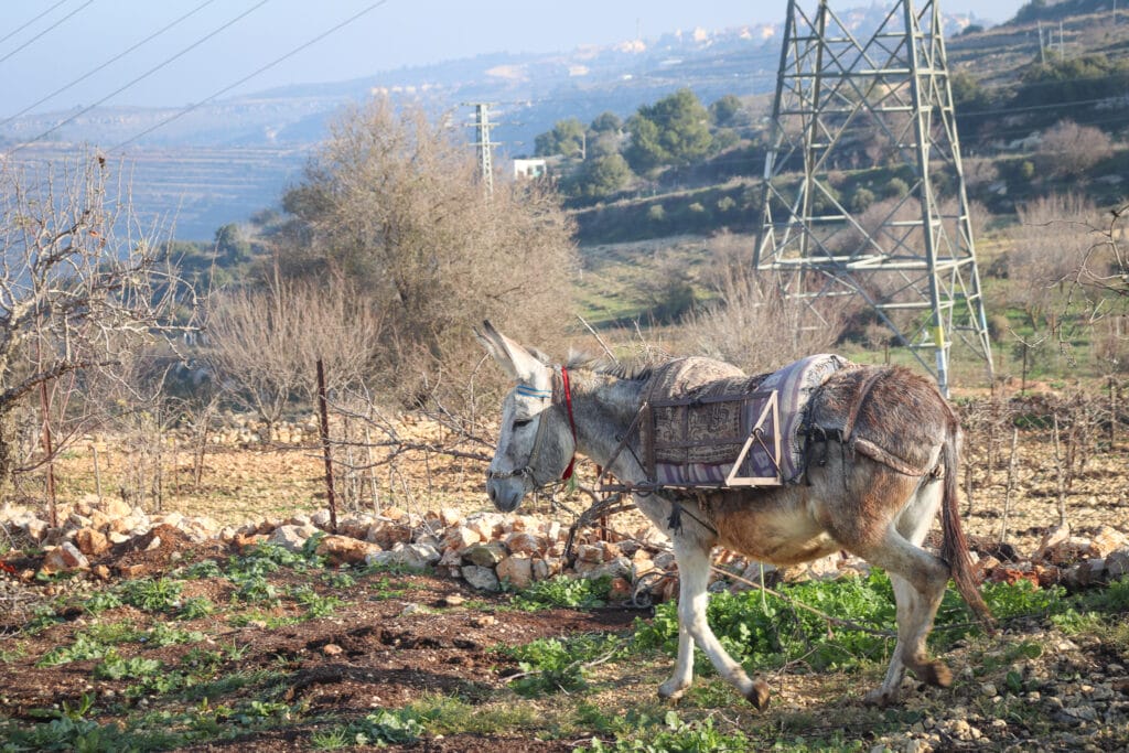 Rosh Tzurim Gush Etzion Hike