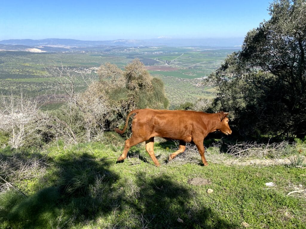 Mount Tavor hike