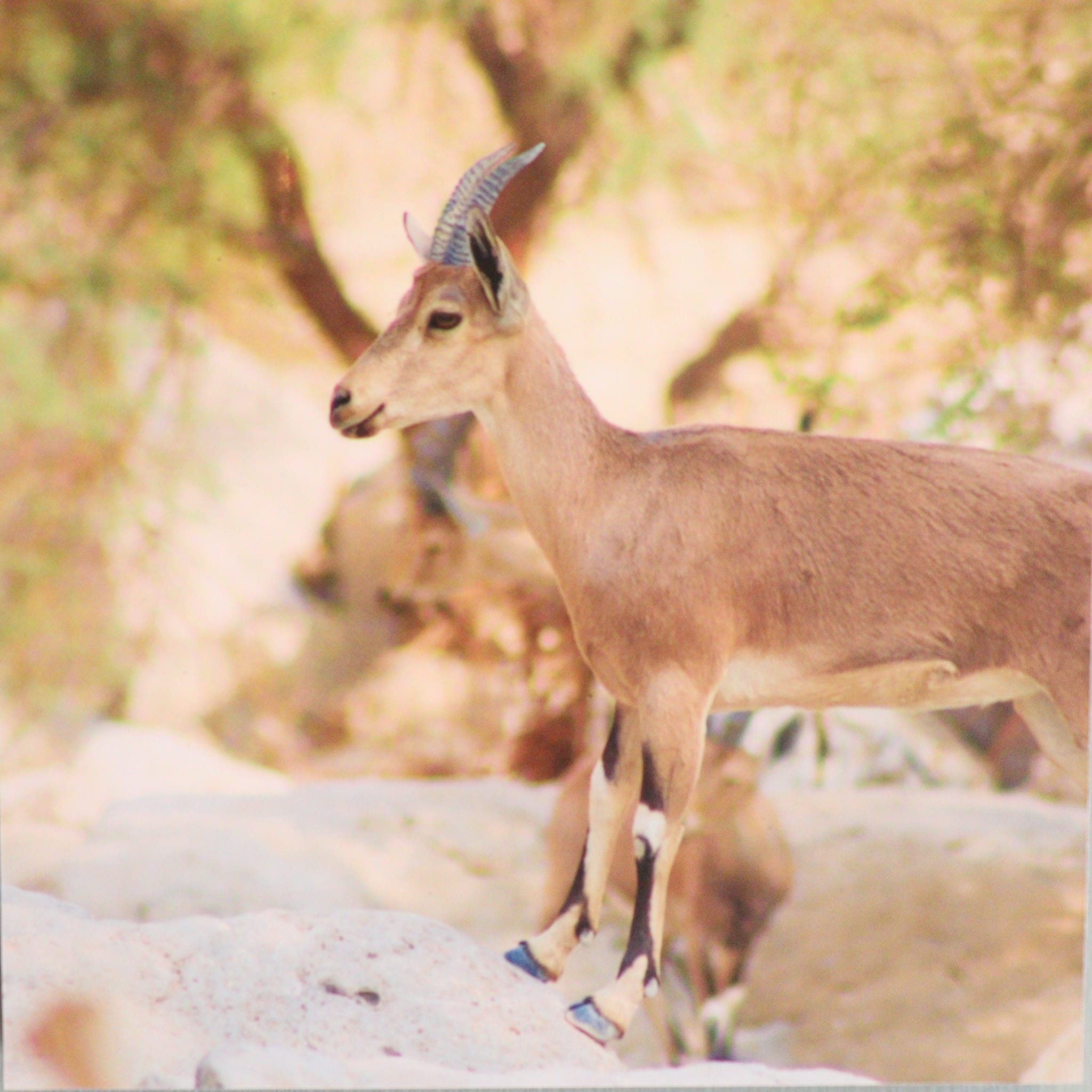 Gallery: Israel's Desert - Image 4