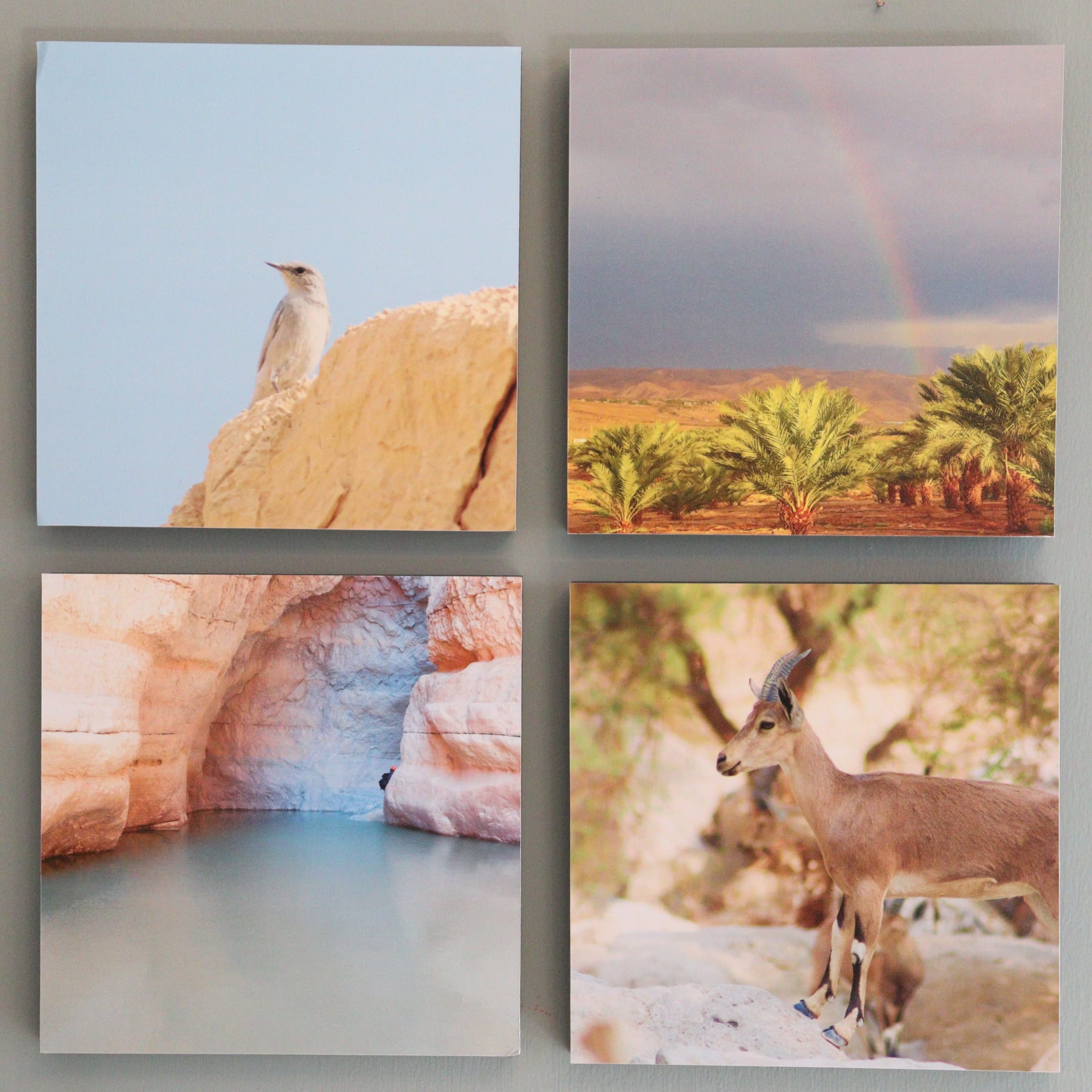 Gallery: Israel's Desert