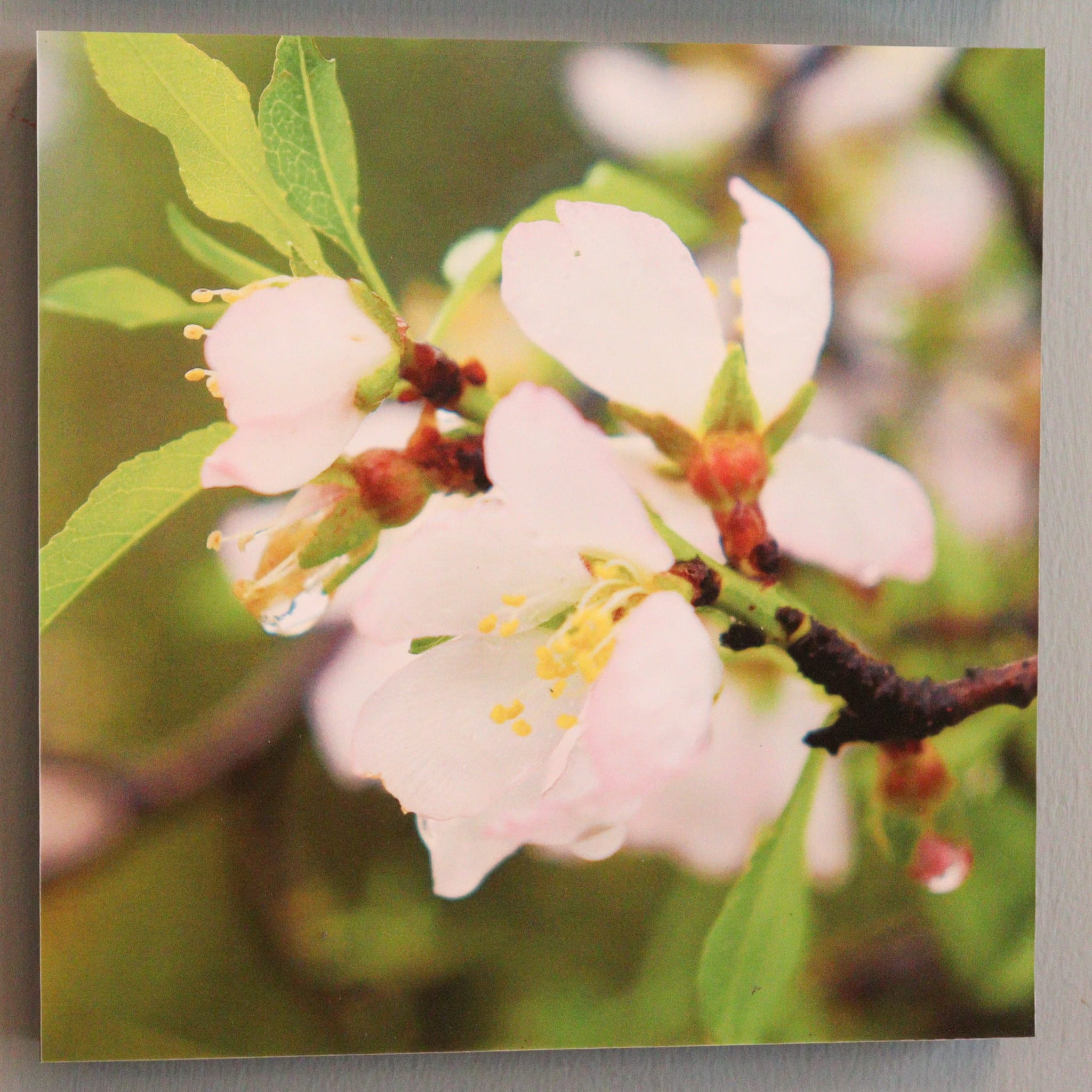 Gallery: Israel's Seasons - Image 6