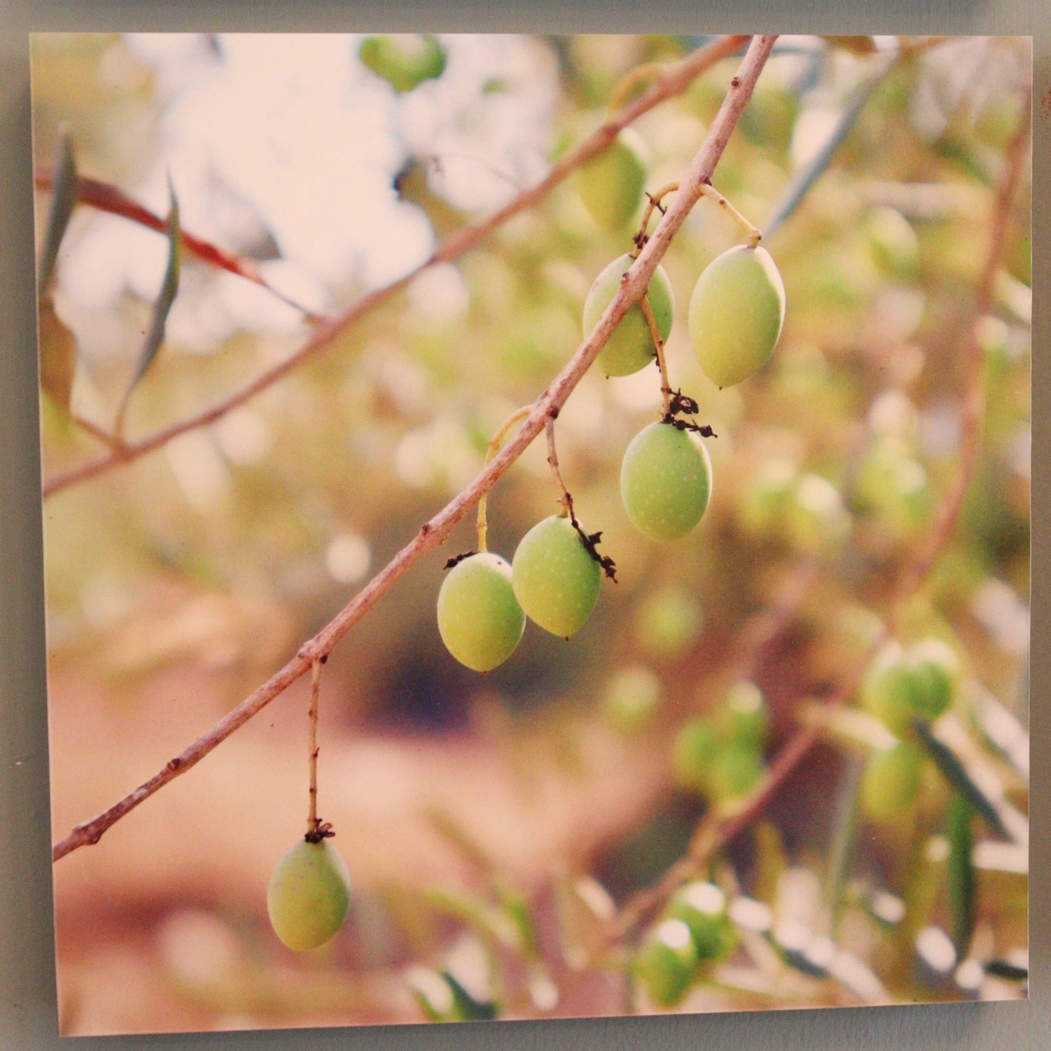 Gallery: Israel's Seasons - Image 8