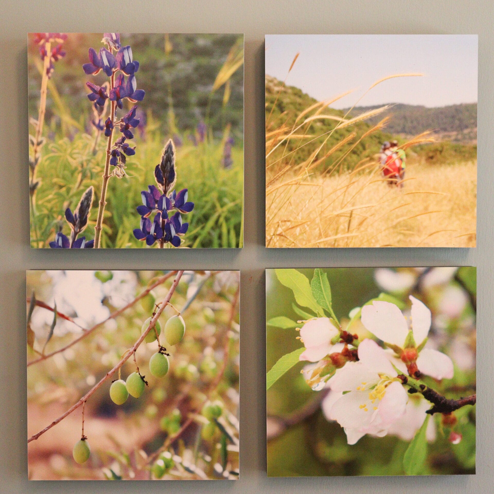 Gallery: Israel's Seasons