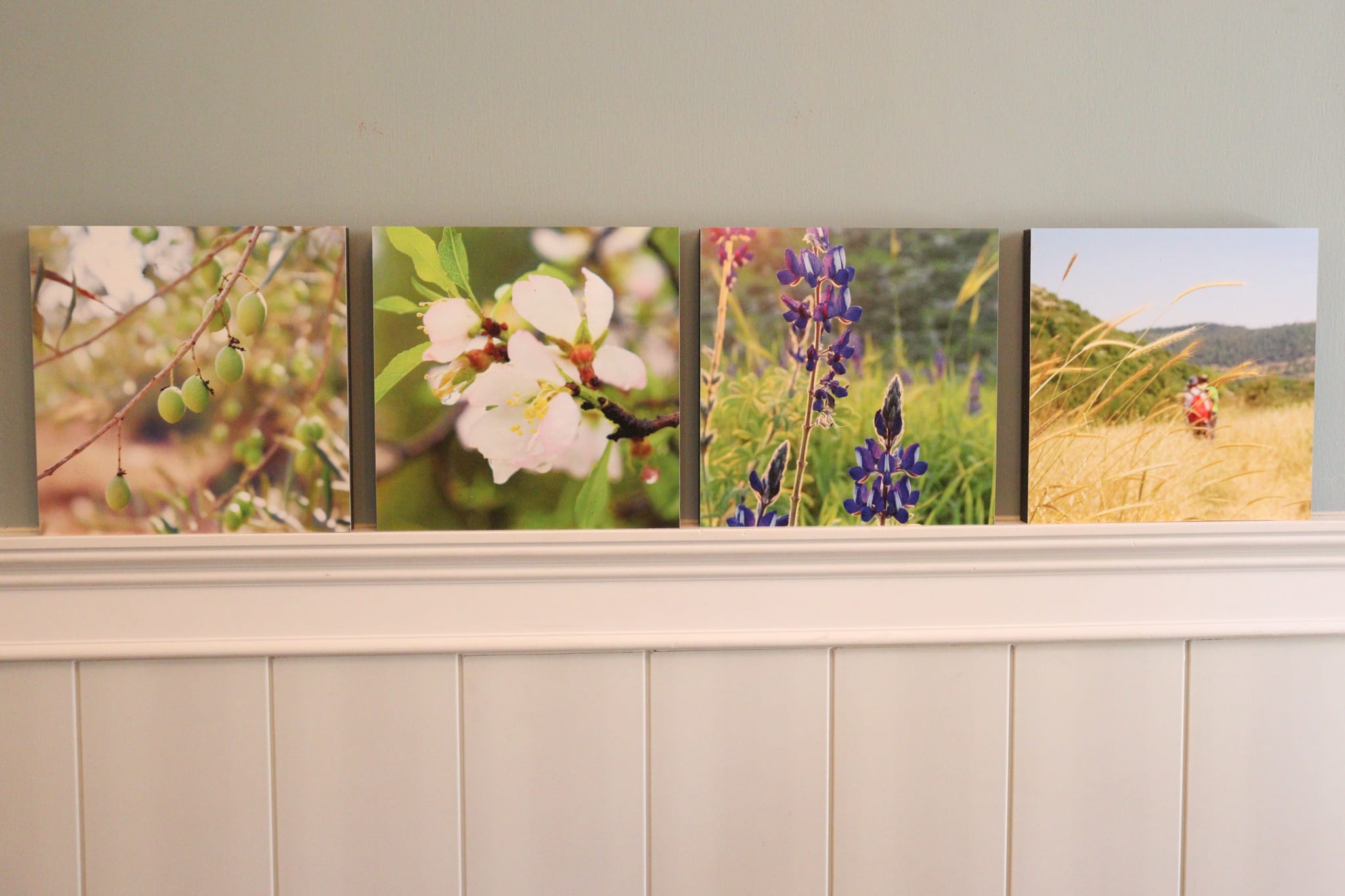 Gallery: Israel's Seasons - Image 3