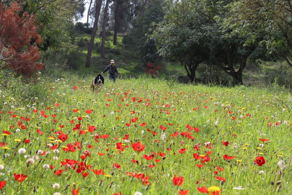 Shaharia Forest