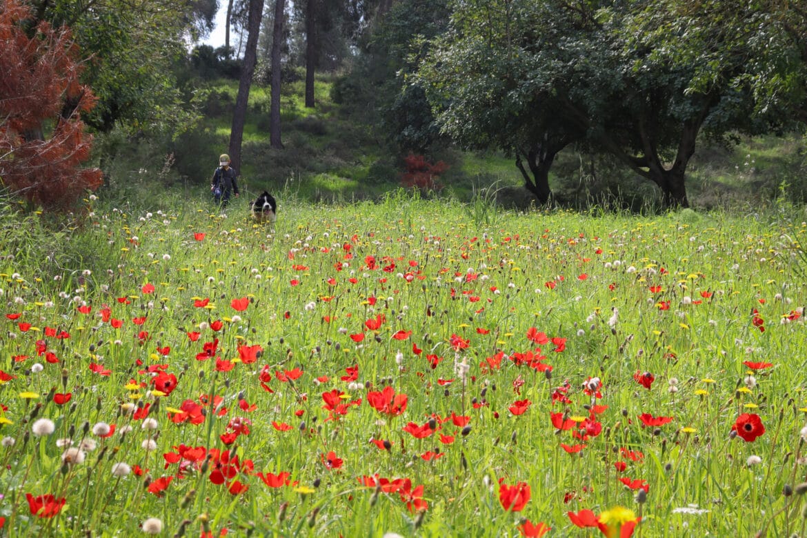 February Hike Tips: See the Flowers!